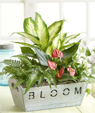 BLOOM GARDEN