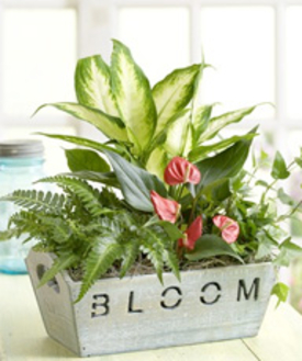 BLOOM GARDEN